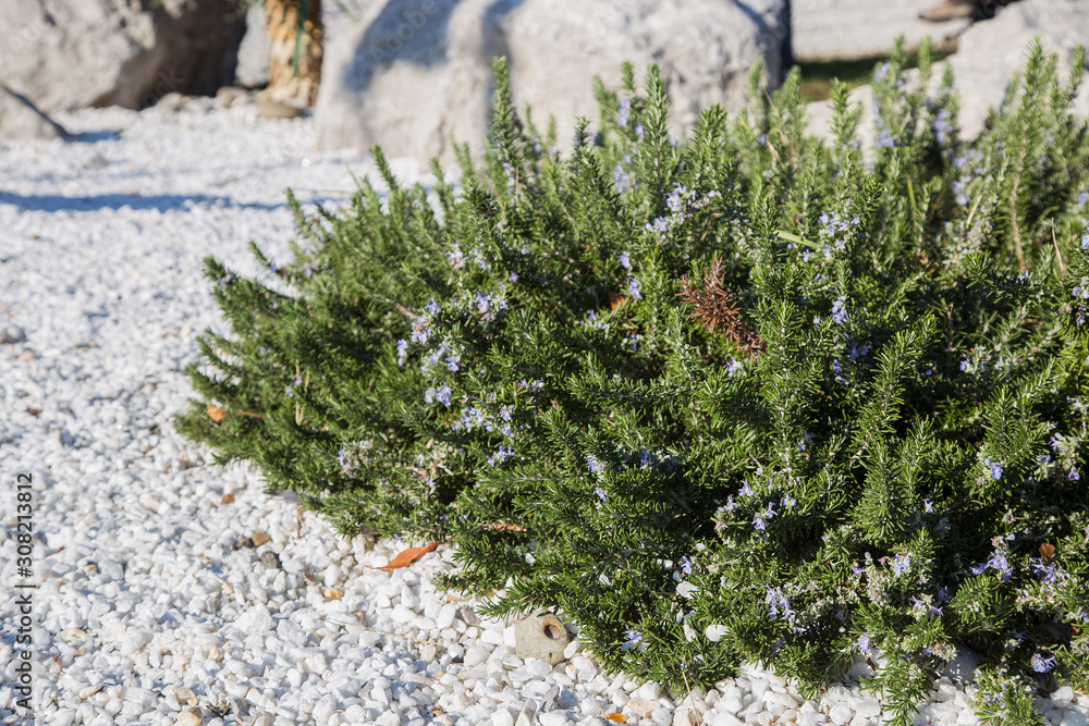 juniper juniper