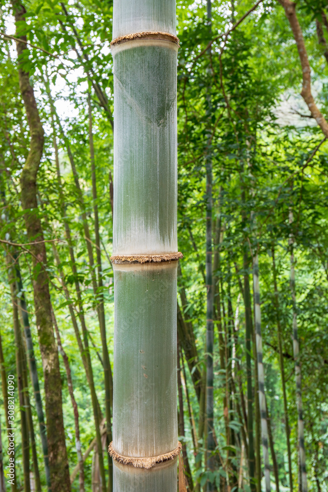 Big Bamboo tree in the real forest.
