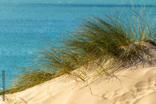 Touffe d oyats au sommet d une dune face    la mer