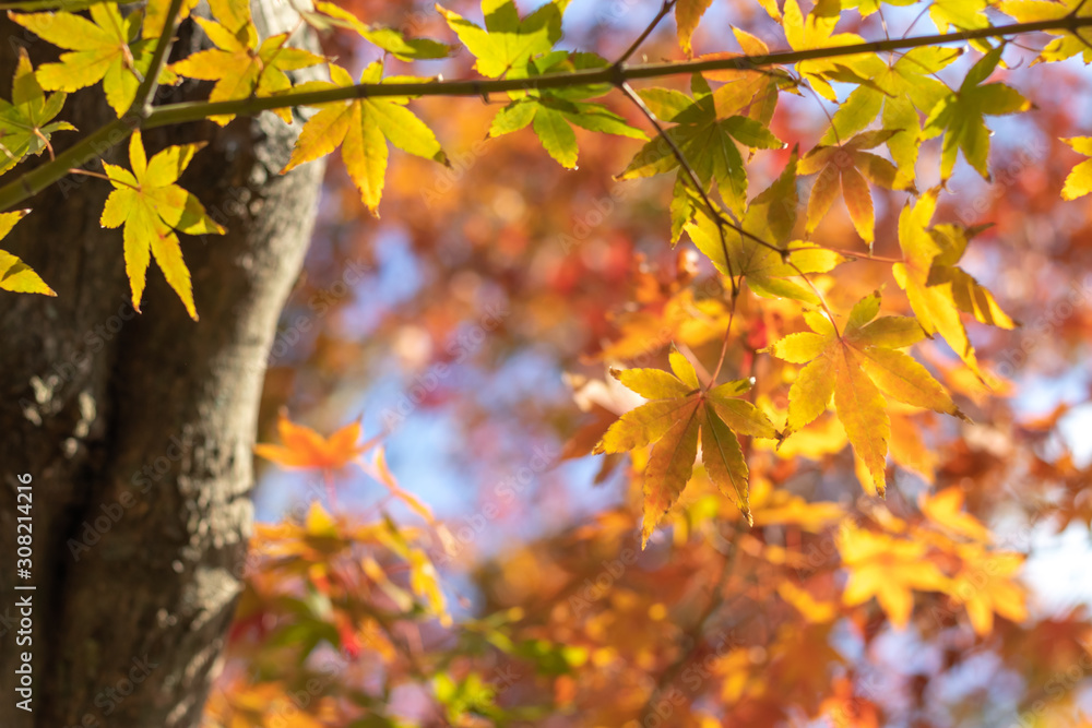 紅葉　秋イメージ