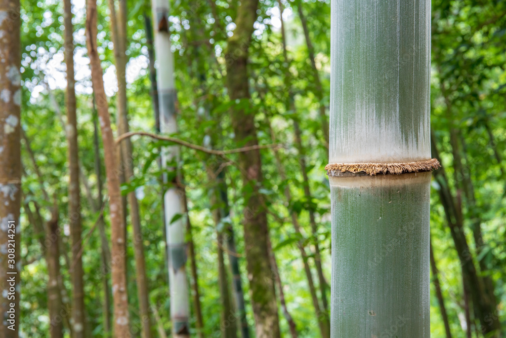 Big Bamboo tree in the real forest. Big Bamboo tree in the real forest.