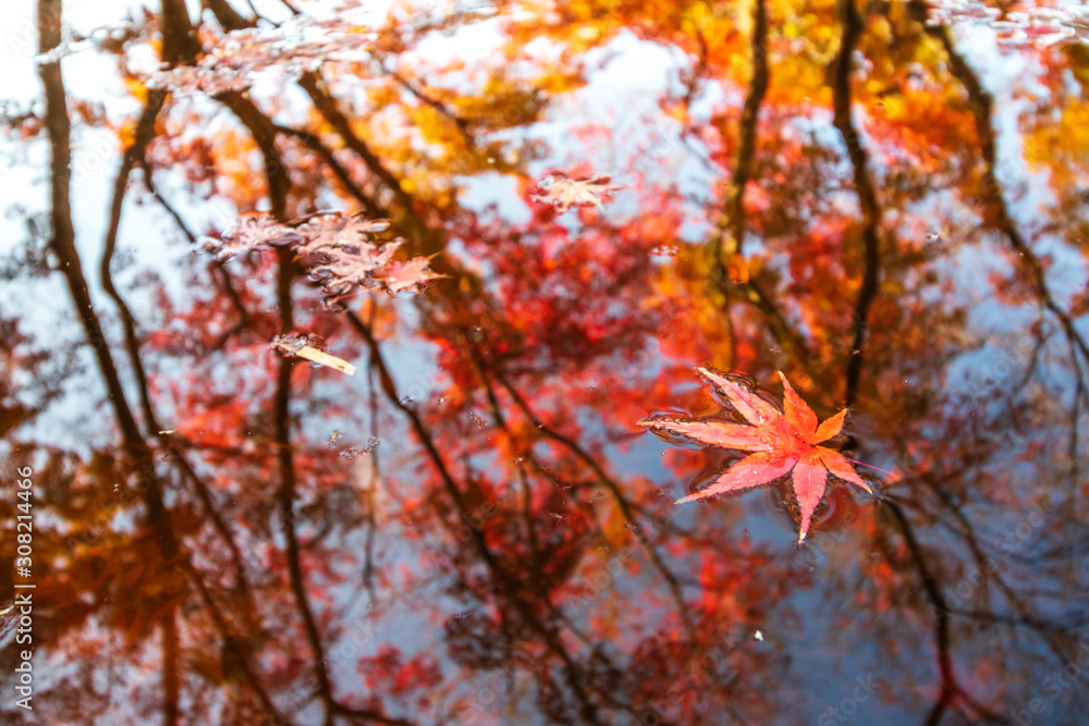 水面と紅葉