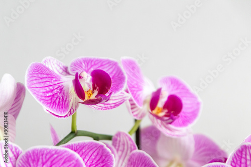 Pink-rosa-farbene Orchidee in voller Bl  tenpracht und mit sich   ffnenden Bl  tenknospen als edles Geschenk zum Muttertag oder zur Freude und Zierde f  r Freunde und Verwandte