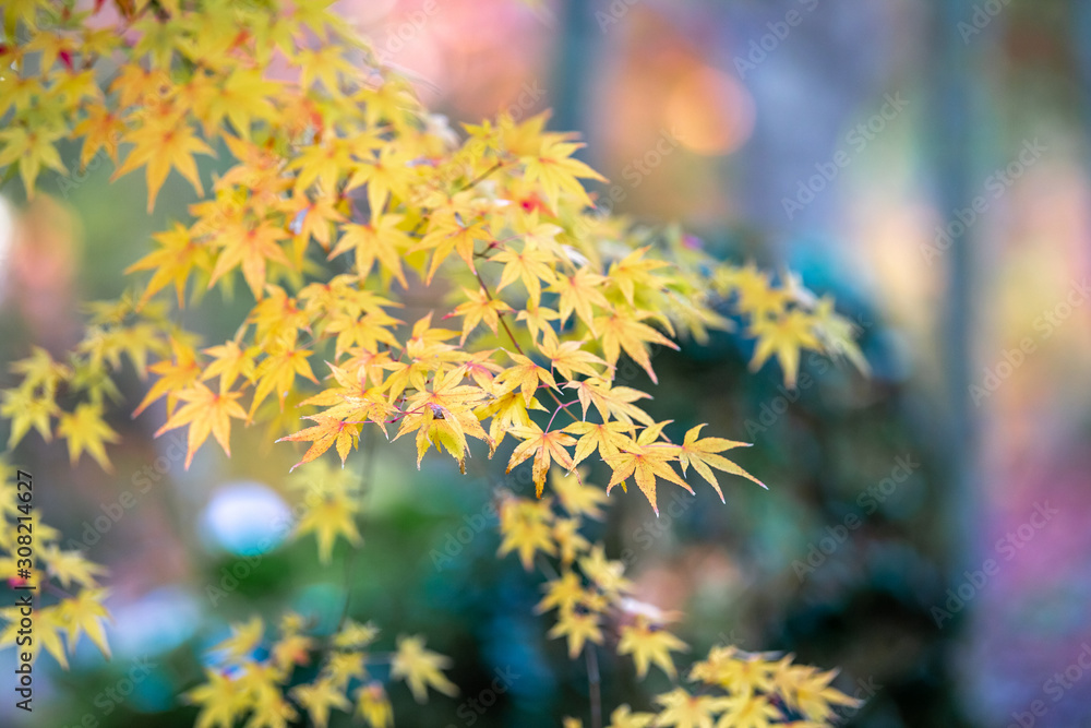紅葉 秋イメージ 紅葉 秋イメージ