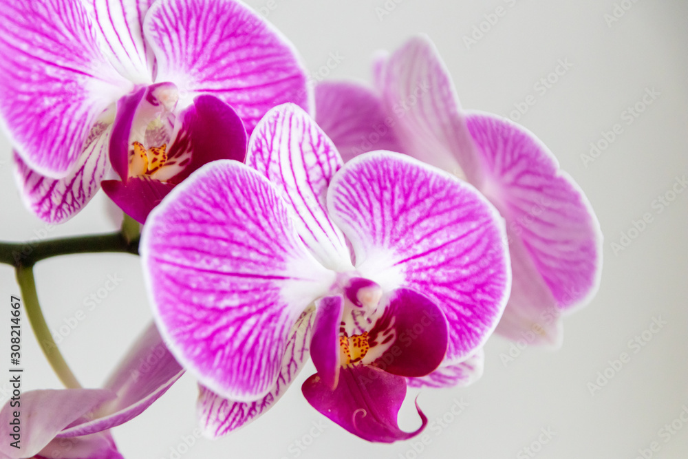 Pink-rosa-farbene Orchidee in voller Blütenpracht und mit sich öffnenden Blütenknospen als edles Geschenk zum Muttertag oder zur Freude und Zierde für Freunde und Verwandte Pink-rosa-farbene Orchidee in voller Blütenpracht und mit sich öffnenden Blütenknospen als edles Geschenk zum Muttertag oder zur Freude und Zierde für Freunde und Verwandte