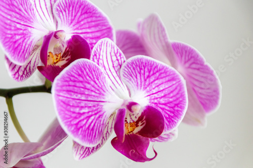 Pink-rosa-farbene Orchidee in voller Bl  tenpracht und mit sich   ffnenden Bl  tenknospen als edles Geschenk zum Muttertag oder zur Freude und Zierde f  r Freunde und Verwandte