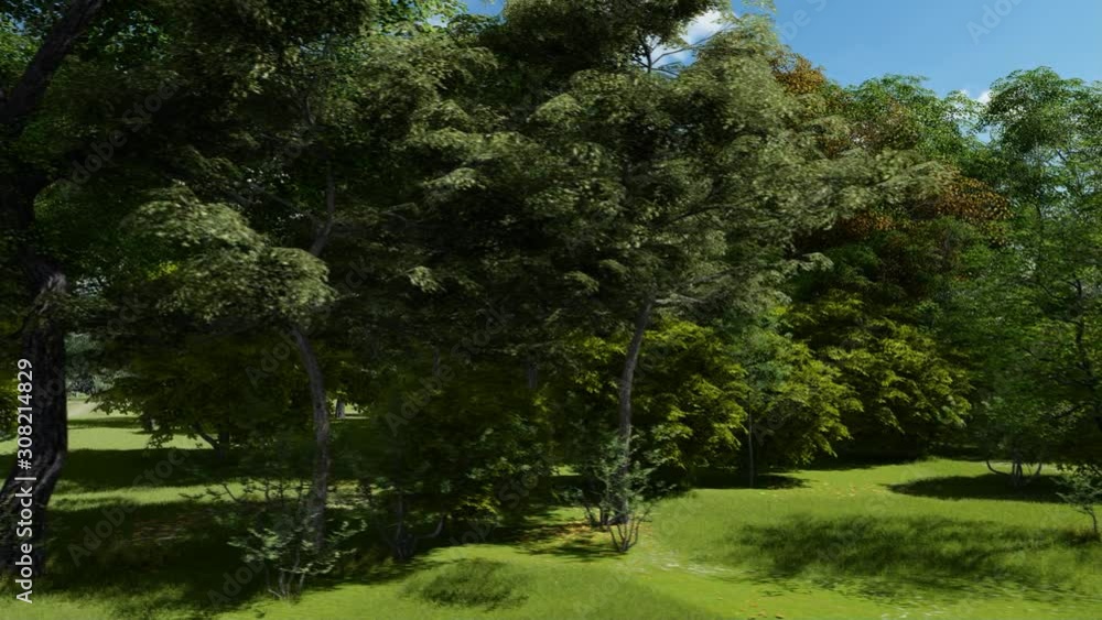 Beautiful green forest in the springtime Beautiful green forest in the springtime