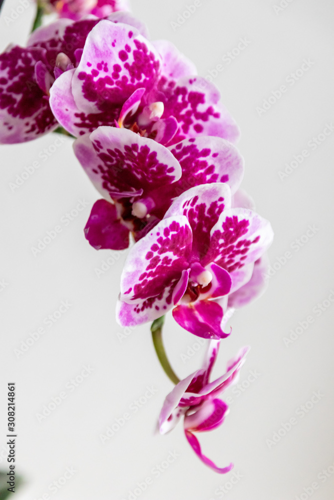 Pink-rosa-farbene Orchidee in voller Blütenpracht und mit sich öffnenden Blütenknospen als edles Geschenk zum Muttertag oder zur Freude und Zierde für Freunde und Verwandte Pink-rosa-farbene Orchidee in voller Blütenpracht und mit sich öffnenden Blütenknospen als edles Geschenk zum Muttertag oder zur Freude und Zierde für Freunde und Verwandte