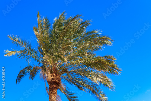 Palm tree on the blue sky background