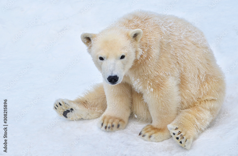 polar bear in the snow polar bear in the snow