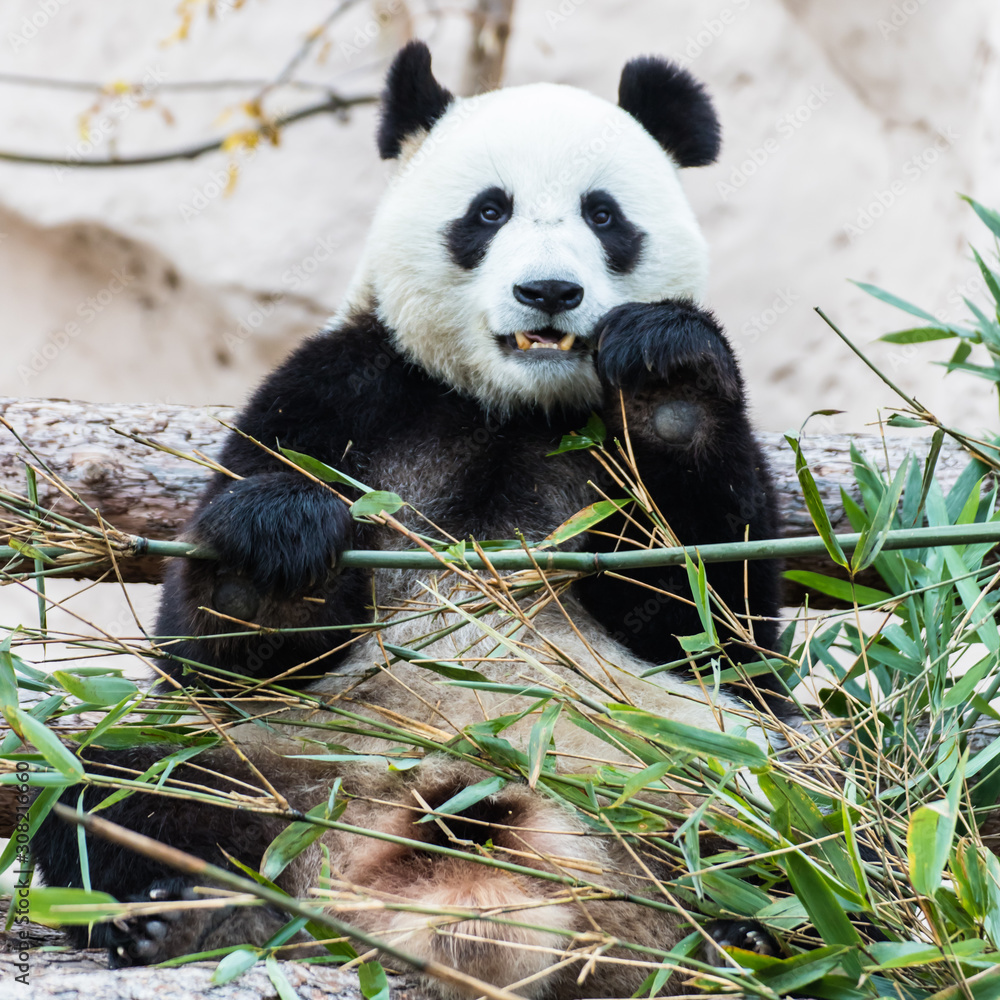 Fototapeta premium Giant panda is eating bamboo