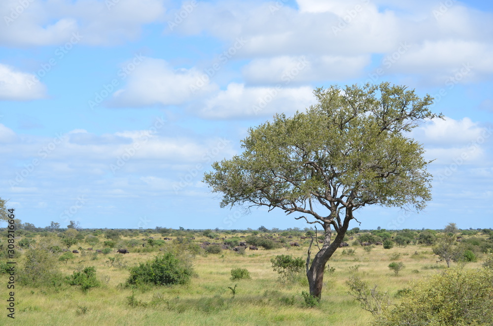 Lonly Tree Lonly Tree