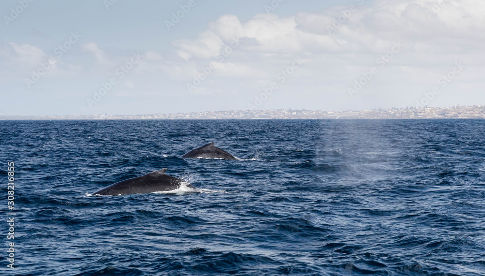 Humpback whale watching at Sydney harbour Humpback whale watching at Sydney harbour