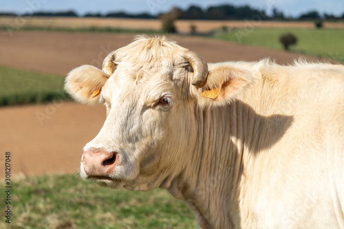 Vache charolaise dans une pâture près d'Humbert - pas-de-Calais photo