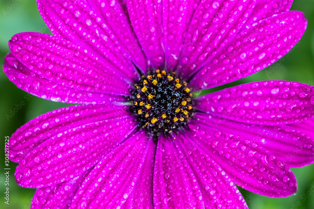 デイジーの花 デイジーの花