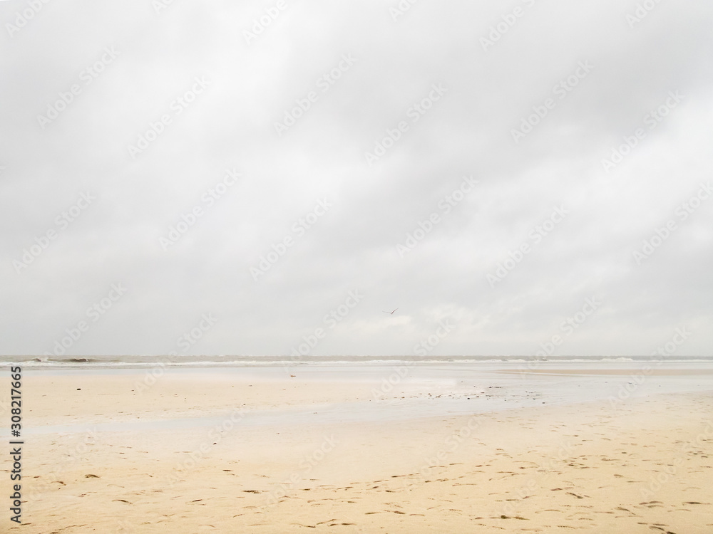 A seagull flying on the fine sandy beaches of the Langeog island in Germany in Autumn A seagull flying on the fine sandy beaches of the Langeog island in Germany in Autumn