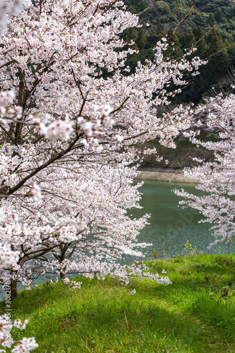 Wallpaper Mural 桜の花　春イメージ Torontodigital.ca