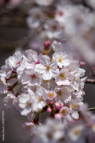 桜の花 春イメージ