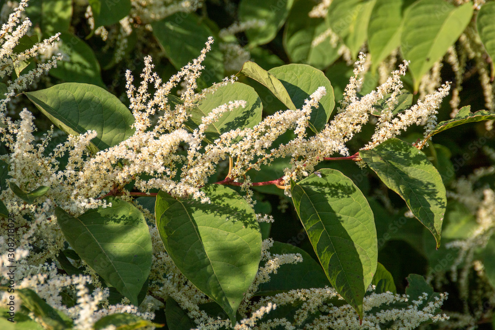 Renouée du Japon (Reynoutria japonica) en fleur