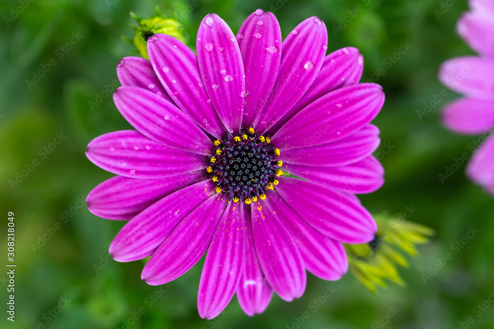 デイジーの花