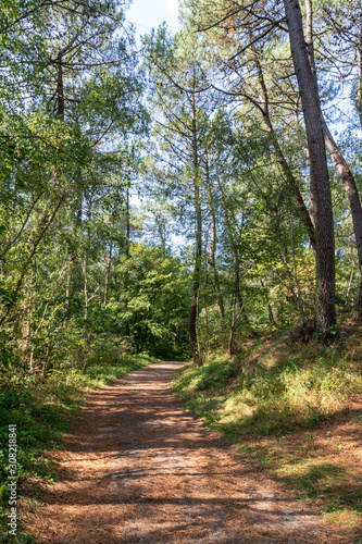 Le "Chemin des Juifs" dans la forêt d'Ecault,construit par des déportés en 1942