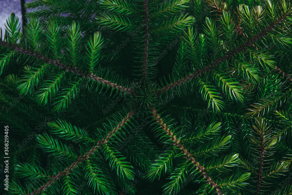 Closeup to young pine tree leaf. in dark tone.