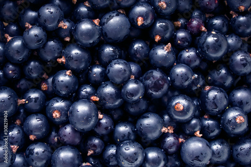 Juicy berries of black currant, background, Water droplets on black currant