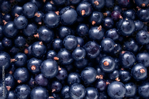 Juicy berries of black currant, background, Water droplets on black currant photo
