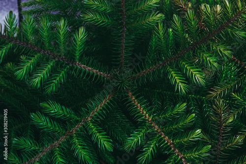 Fototapeta Naklejka Na Ścianę i Meble -  Closeup to young pine tree leaf. in dark tone.