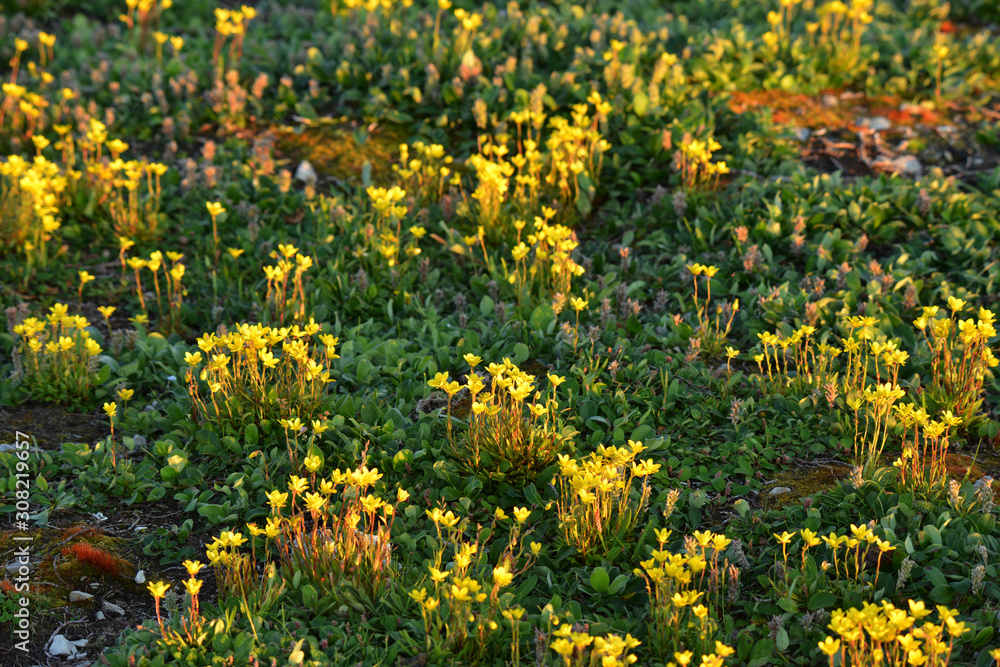 Tundra vegetation, arctic Tundra vegetation, arctic