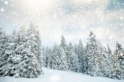 Scenic winter landscape with snowy fir trees. Winter postcard. © belyaaa