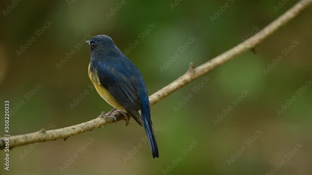 Chinese Blue Flycatcher, Cyornis glaucicomans, as seen from the back and trying to regurgitate some digested food to free its throat from solid materials. Chinese Blue Flycatcher, Cyornis glaucicomans, as seen from the back and trying to regurgitate some digested food to free its throat from solid materials.