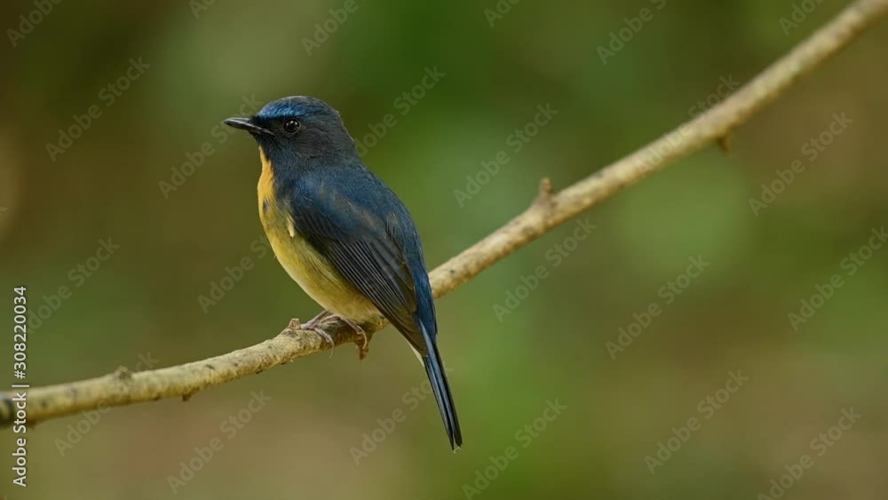 Chinese Blue Flycatcher, Cyornis glaucicomans, as seen from the back perched on a diagonal small branch, curiously looking around and takes off. Chinese Blue Flycatcher, Cyornis glaucicomans, as seen from the back perched on a diagonal small branch, curiously looking around and takes off.