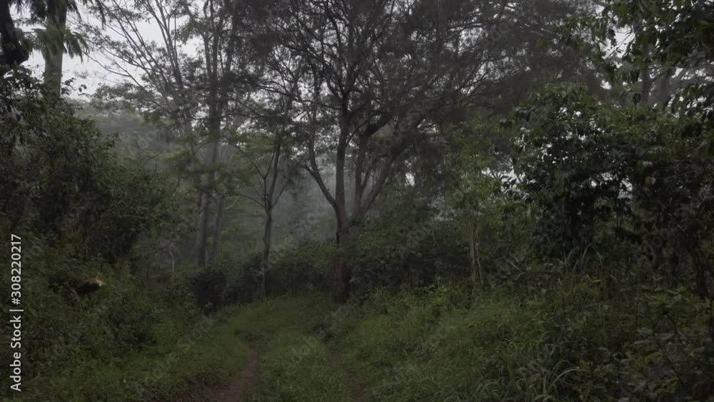 A medium shot of a green field and trees in Papua New Guinea. A medium shot of a green field and trees in Papua New Guinea.