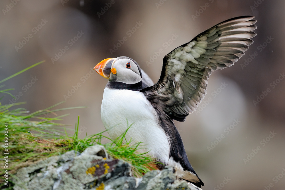 Obraz premium Atlantic puffins is spreading it's windgs on the edge of the cliff