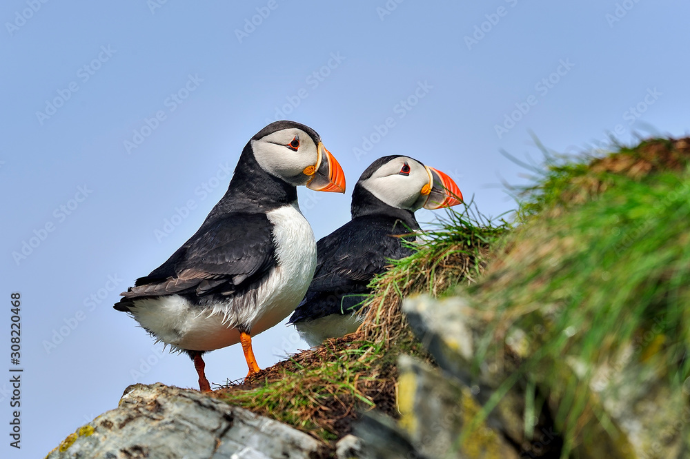 Naklejka premium Atlantic puffins are standing on the edge of the cliff