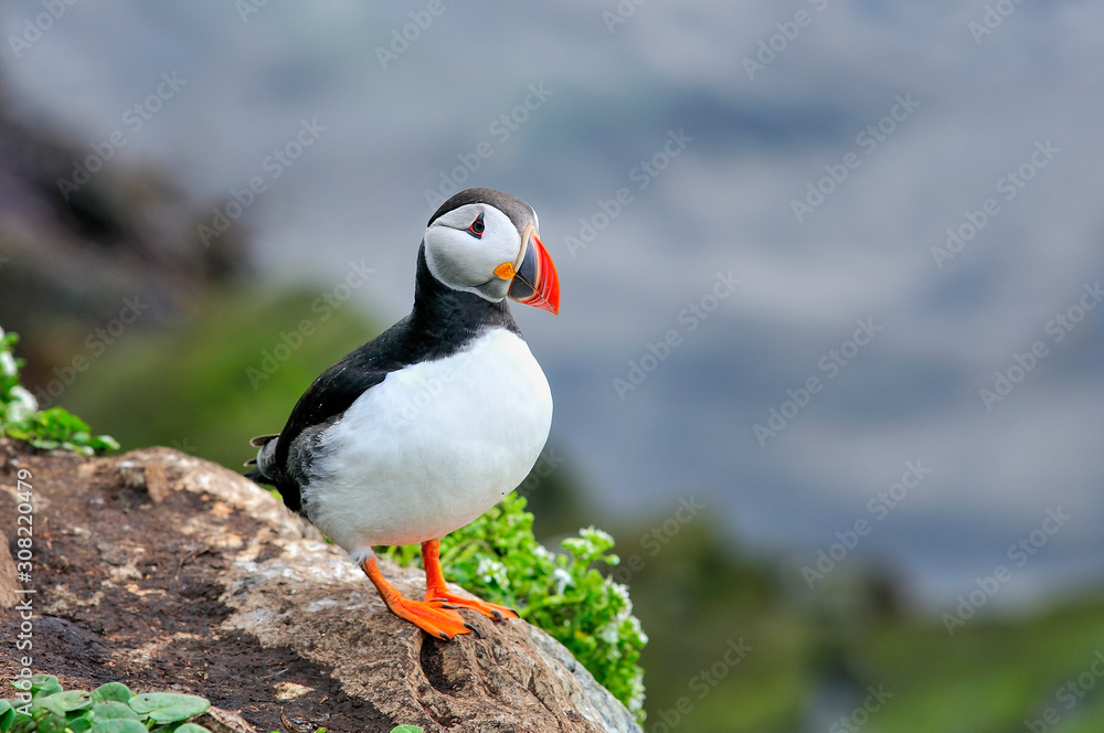 Atlantic puffin is standing on the edge of the cliff Atlantic puffin is standing on the edge of the cliff