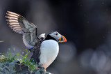 Atlantic puffins is spreading it's windgs on the edge of the cliff
