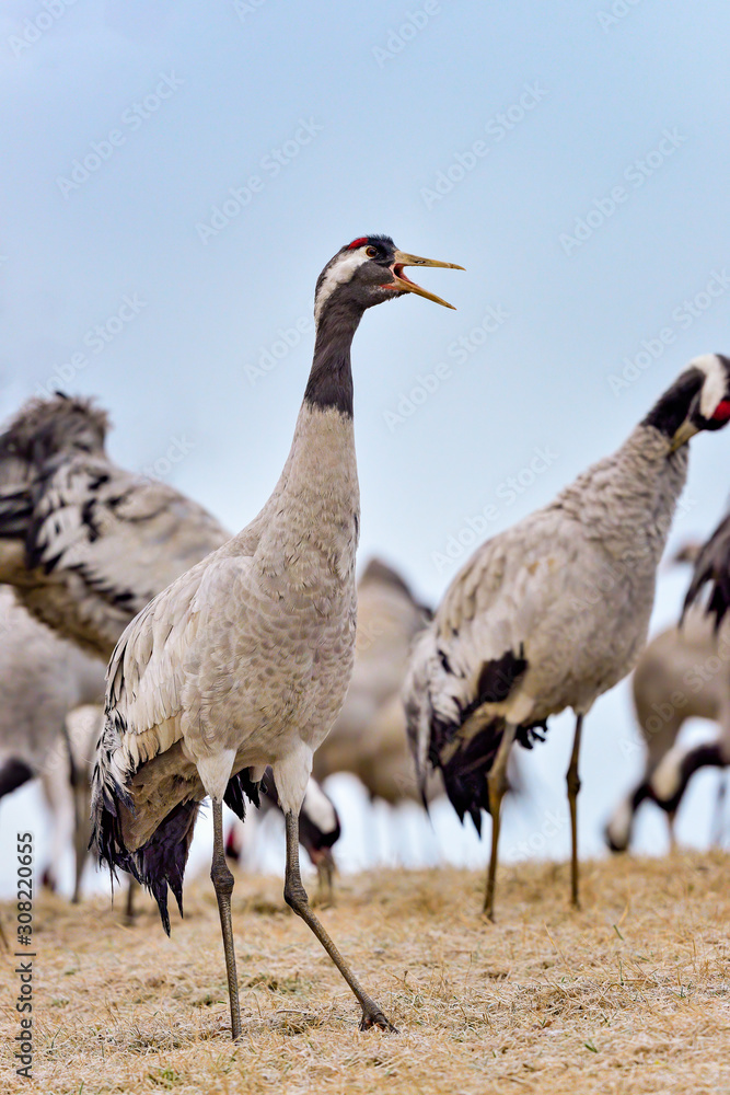 Obraz premium Eurasian crane is communicating to the rest of the group