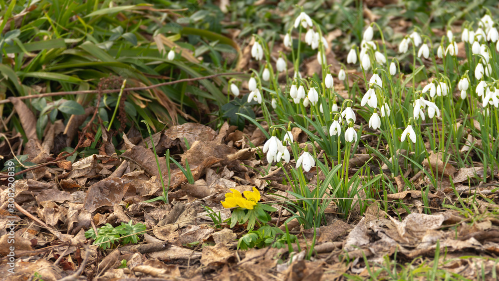 Obraz premium Galanthus during winter