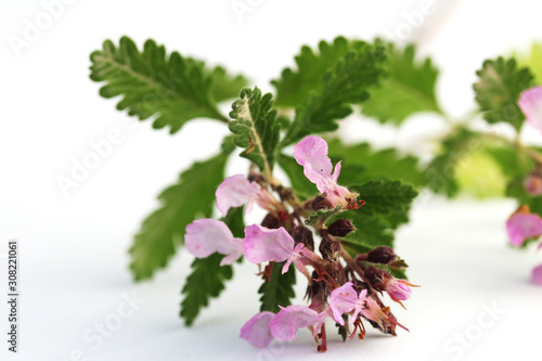 Wall germander (Teucrium chamaedrys) isolated on white. photo