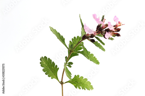 Wall germander (Teucrium chamaedrys) isolated on white.