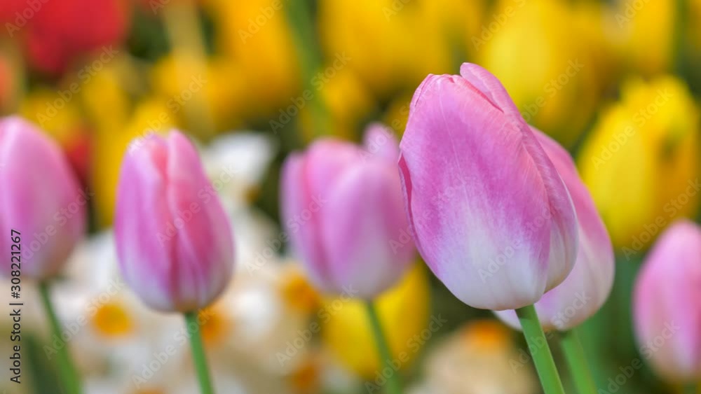 Close up a group of colorful tulip a beautiful and fresh flower selective focus shallow depth of field Close up a group of colorful tulip a beautiful and fresh flower selective focus shallow depth of field