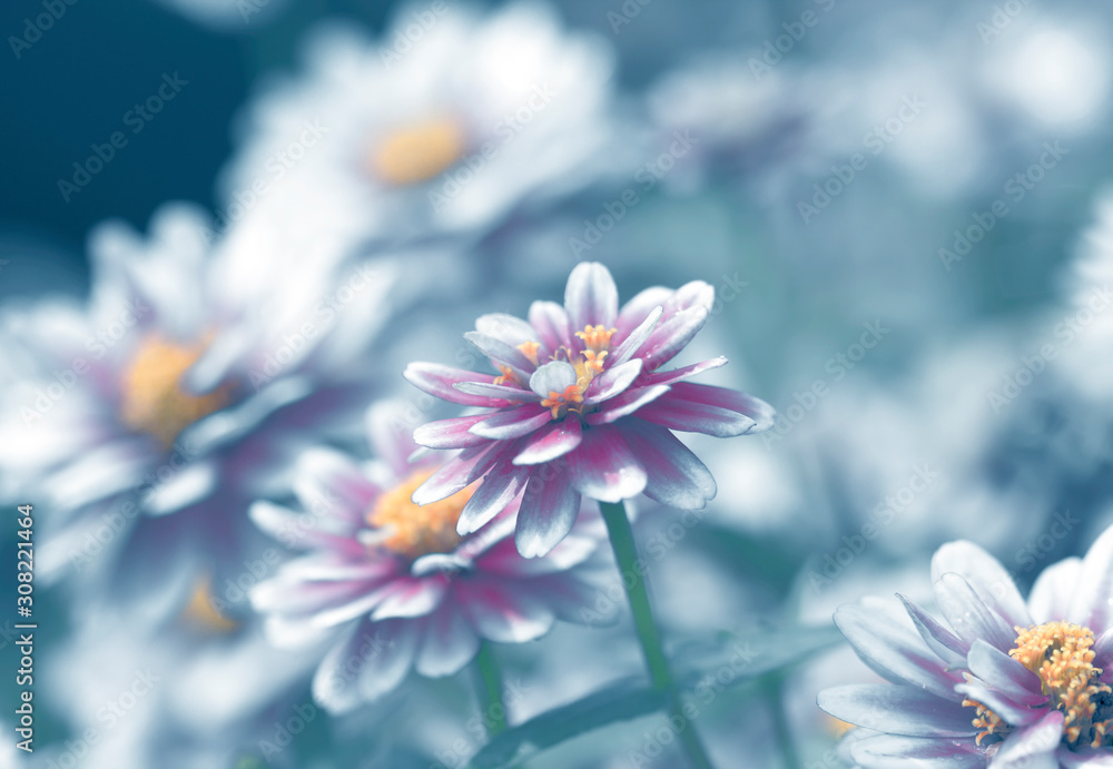 Fototapeta premium Beautiful floral spring abstract background of nature
