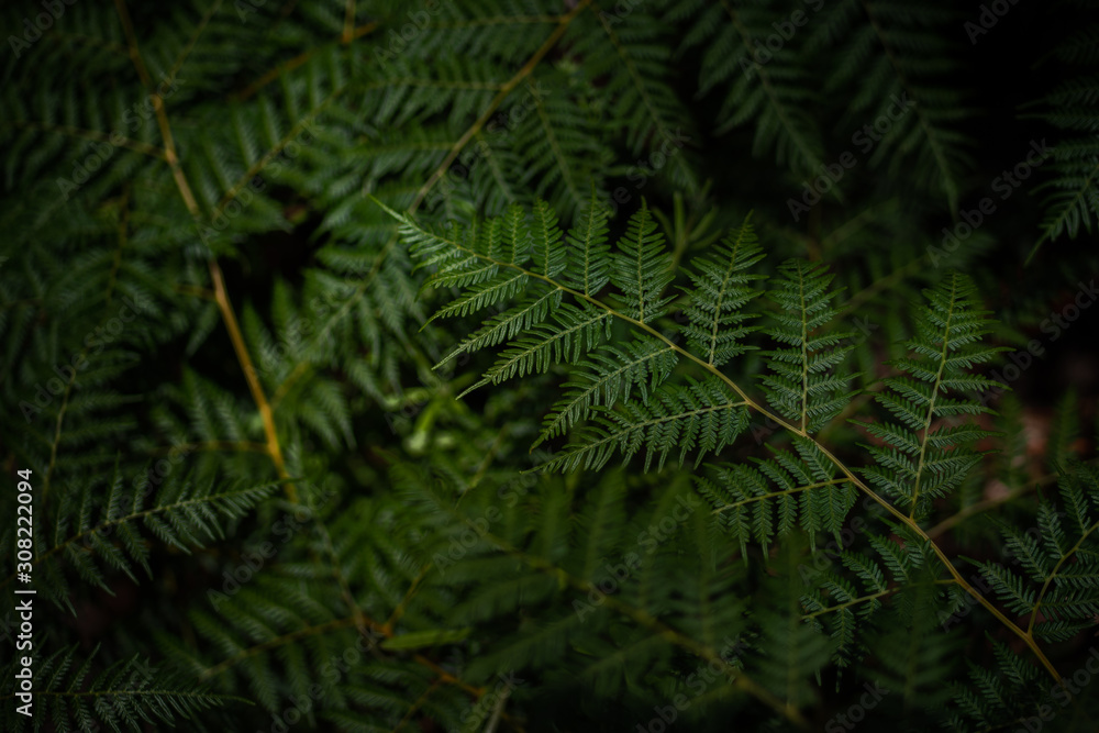 Ostrich fern Ostrich fern
