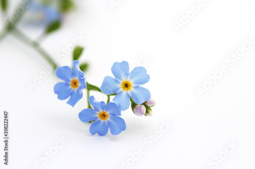 Alpine Forget-me-not (Myosotis alpestris) isolated on white.