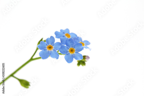 Alpine Forget-me-not (Myosotis alpestris) isolated on white.