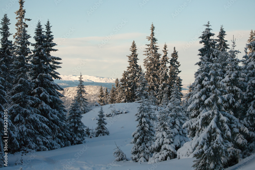 Fototapeta premium forest in winter