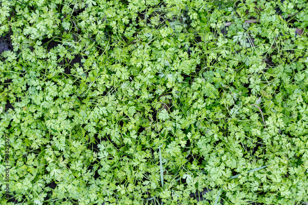 Spring green plants on the ground. Spring green plants on the ground.