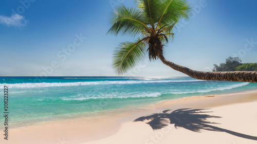 Sandy beach with coconut palm and turquoise sea in Caribbean island